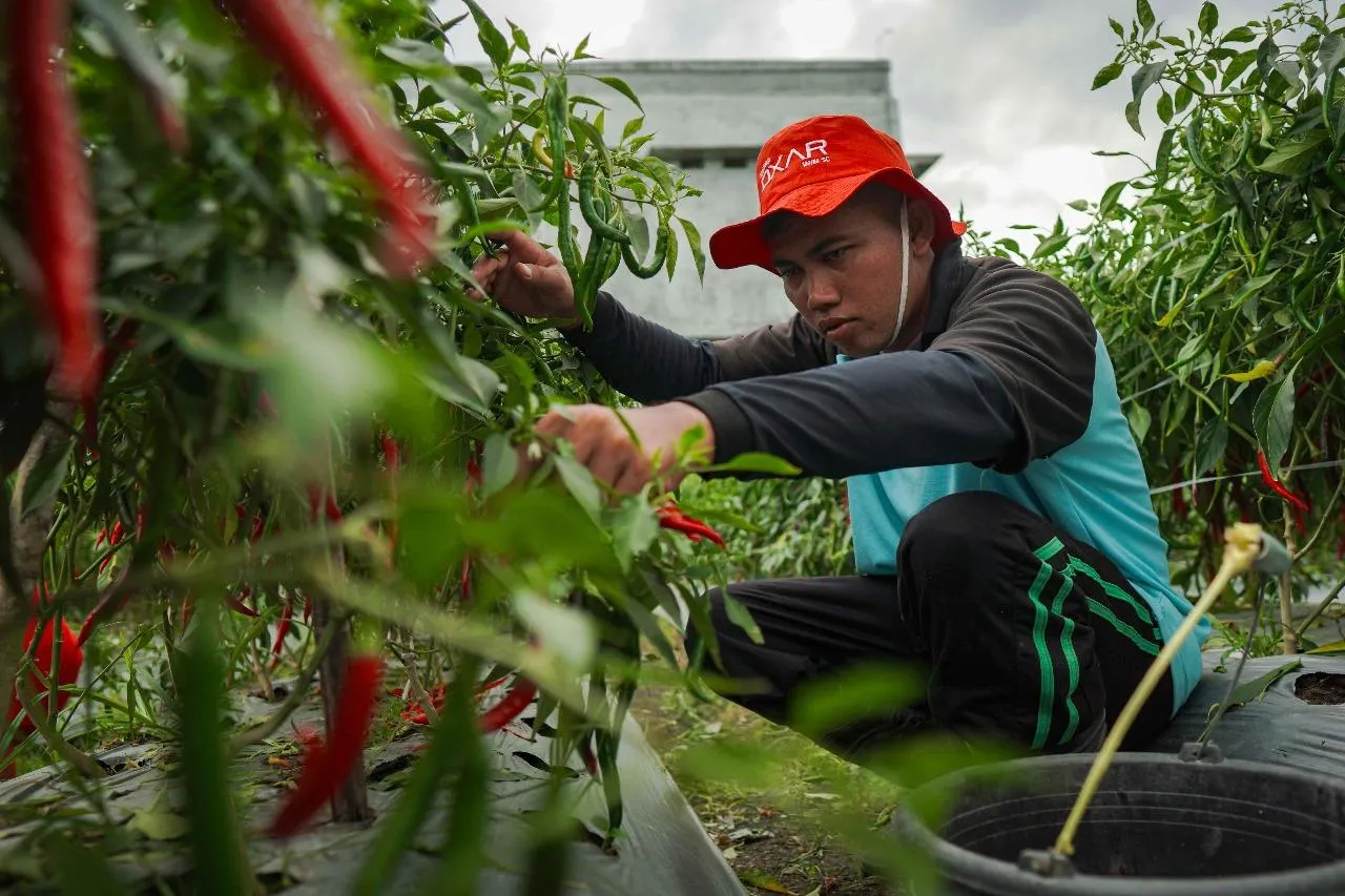 Panen 572 Kg Cabai Merah Besar, Lapas Lombok Barat Dukung Ketahanan Pangan Nasional