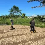 Lapas Kelas IIB Piru Lanjutkan Program Pembinaan Kemandirian dengan Pembuatan Bedengan Pasca Panen