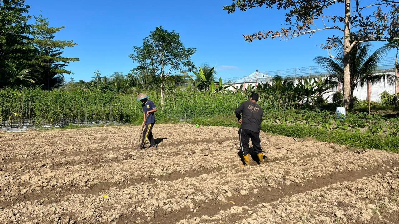 Lapas Kelas IIB Piru Lanjutkan Program Pembinaan Kemandirian dengan Pembuatan Bedengan Pasca Panen