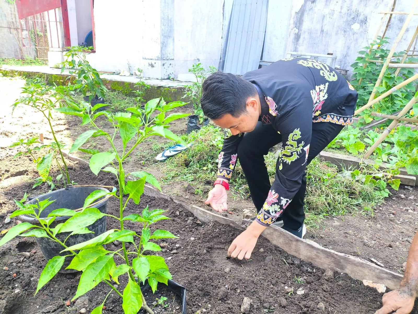 Rutan Kelas IIB Bengkulu Perkuat Ketahanan Pangan Lewat Penanaman Semangka Non Biji