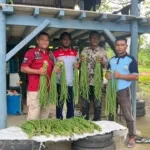 Lapas Kelas IIB Piru Panen 67 Ikat Kacang Panjang: Bukti Nyata Pembinaan Kemandirian dan Ketahanan Pangan