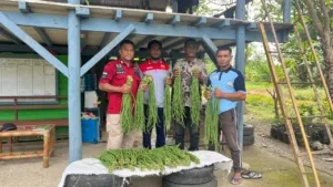 Lapas Kelas IIB Piru Panen 67 Ikat Kacang Panjang: Bukti Nyata Pembinaan Kemandirian dan Ketahanan Pangan