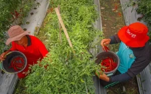 Lapas Lombok Barat Hasilkan 572 Kilogram Cabai dari Lahan SAE