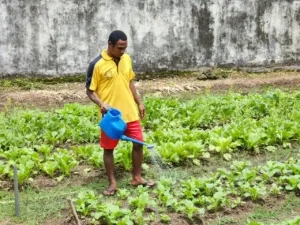 Lapas Tual Manfaatkan Lahan Kosong Untuk Pembinaan Pertanian