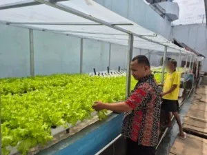 Panen Hidroponik ke-11 Bukti Keberhasilan Pembinaan Rutan Palu