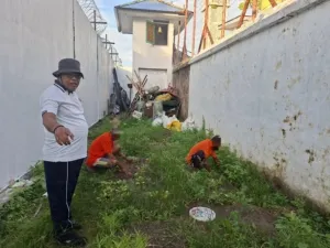 Lapas Kelas III Saparua Gencarkan Program Pertanian Berkelanjutan, Warga Binaan Bersihkan Lahan Pasca Panen