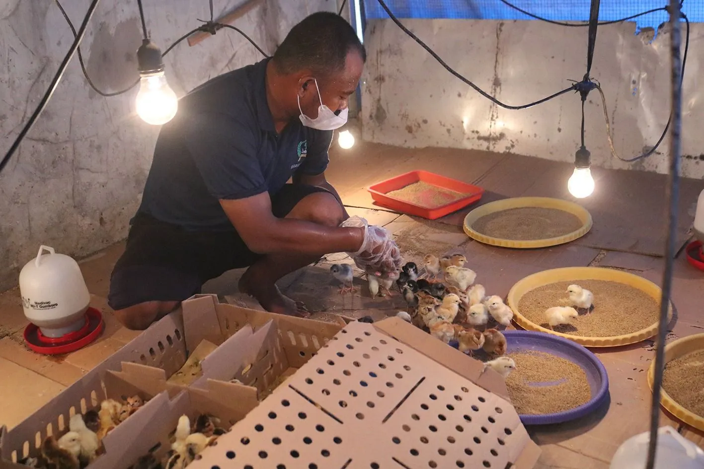 Siap Mandiri Setelah Bebas, Warga Binaan Lapas Cibinong Belajar Cara Beternak Ayam