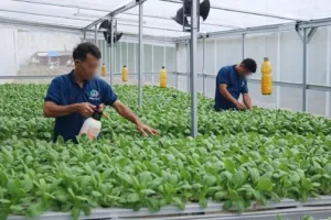 Terus Upgrade Skill! Lapas Cibinong Ajarkan Warga Binaan Jadi Petani Modern lewat Budidaya Sayuran Hidroponik