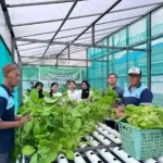 Efektif dan Inspiratif: Lapas Luwuk Kembali Catat Panen Sawi Hidroponik Berlimpah