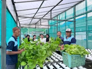 Efektif dan Inspiratif: Lapas Luwuk Kembali Catat Panen Sawi Hidroponik Berlimpah