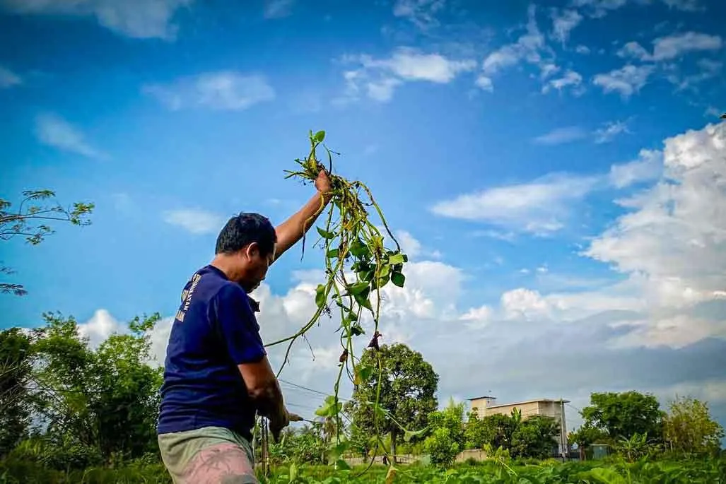 Warga Binaan Lapas Lombok Barat Panen Kangkung, Dukung Program Ketahanan Pangan Nasional