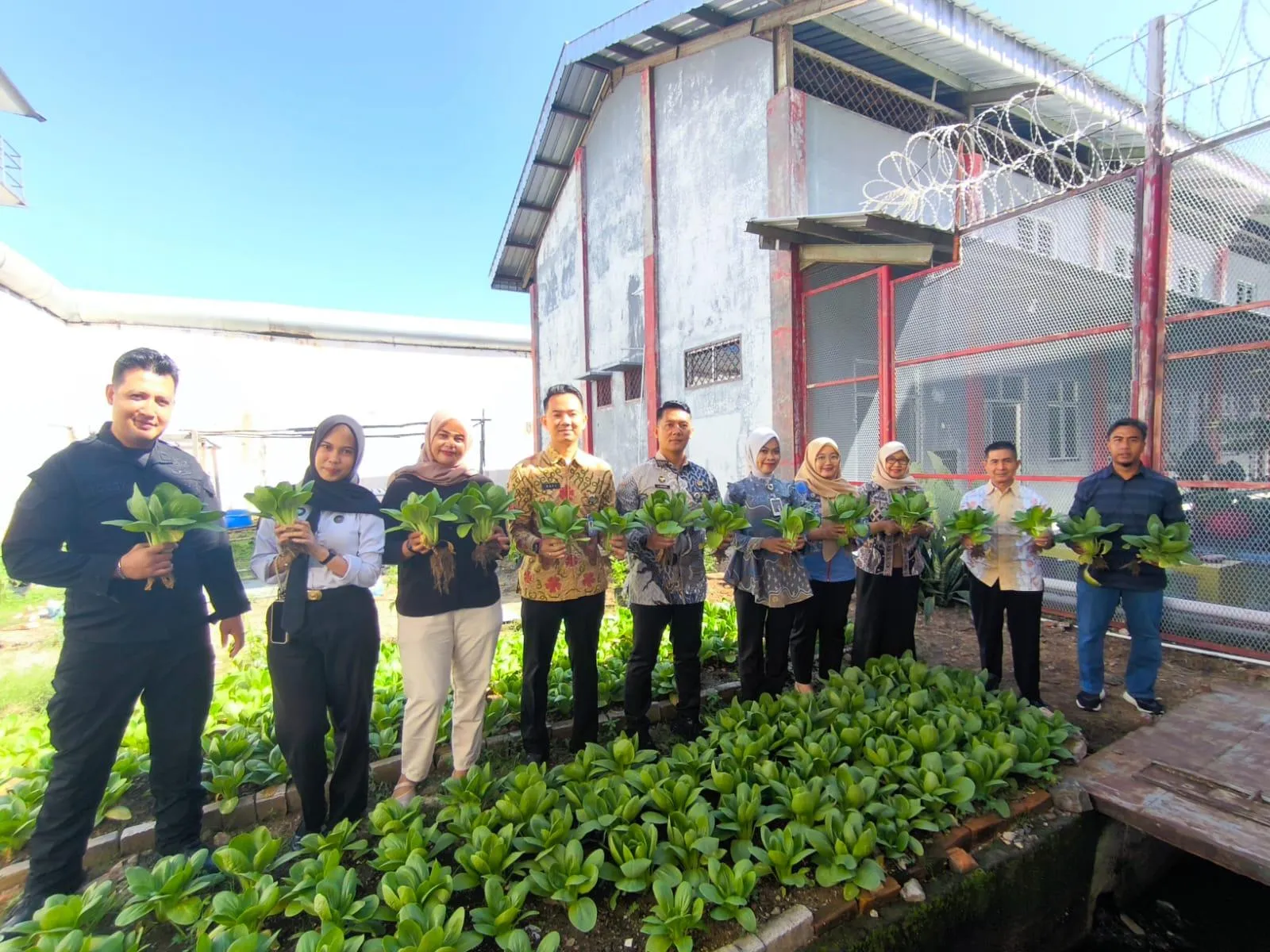 Rutan Kelas IIB Bengkulu Panen 150 Kg Pakcoy, Bukti Nyata Pembinaan Kemandirian Warga Binaan