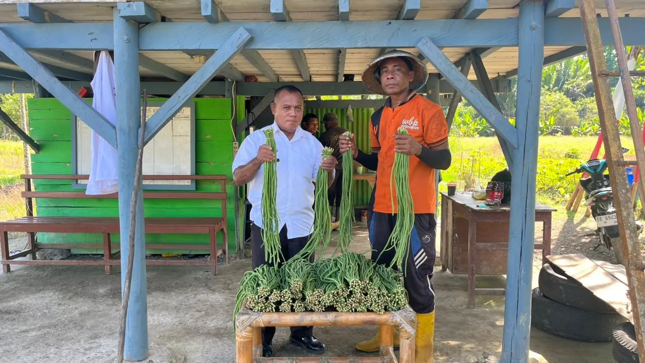 Lapas Kelas IIB Piru Panen 38 Ikat Kacang Panjang: Bukti Nyata Pembinaan Kemandirian Warga Binaan Lewat Pertanian Produktif