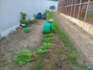 Panen 20 Kilogram Kangkung, Lapas Perempuan Palu Sukses Kembangkan Urban Farming Wujudkan Kemandirian Warga Binaan
