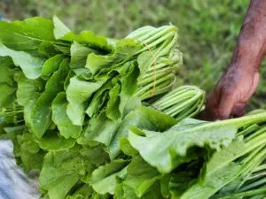 Lapas Kelas IIB Tual Panen 13 Kg Sawi: Wujud Pembinaan Kemandirian dan Dukungan Ketahanan Pangan