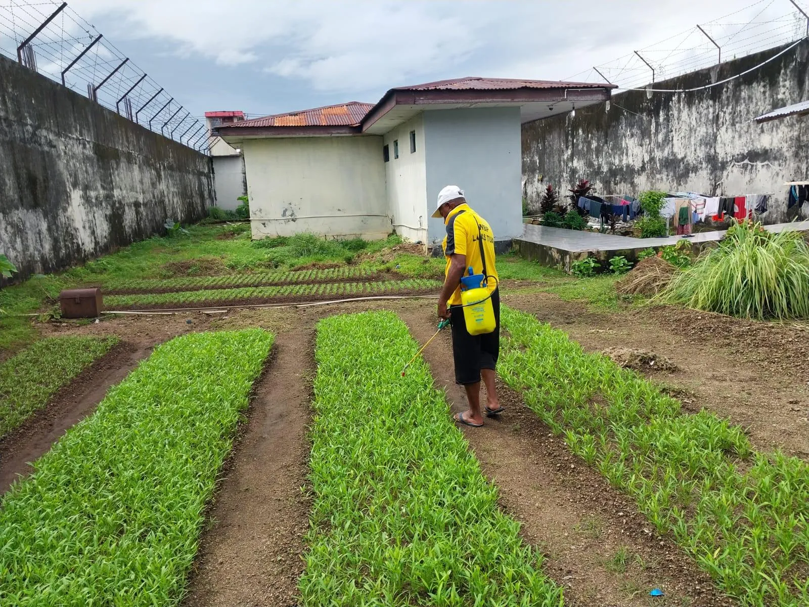 Lapas Kelas IIB Tual Ubah Lahan Tidur Jadi Pertanian Produktif, Dukung Ketahanan Pangan Nasional