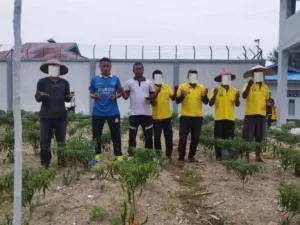 Lapas Namlea Panen Perdana 18 Kg Cabai Keriting