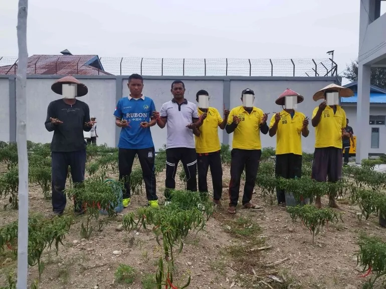 Lapas Namlea Panen Perdana 18 Kg Cabai Keriting