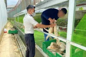 Panen Ratusan Bebek Pedaging, Lapas Cibinong Tunjukkan Keberhasilan Program Pembinaan Warga Binaan Yang Produktif