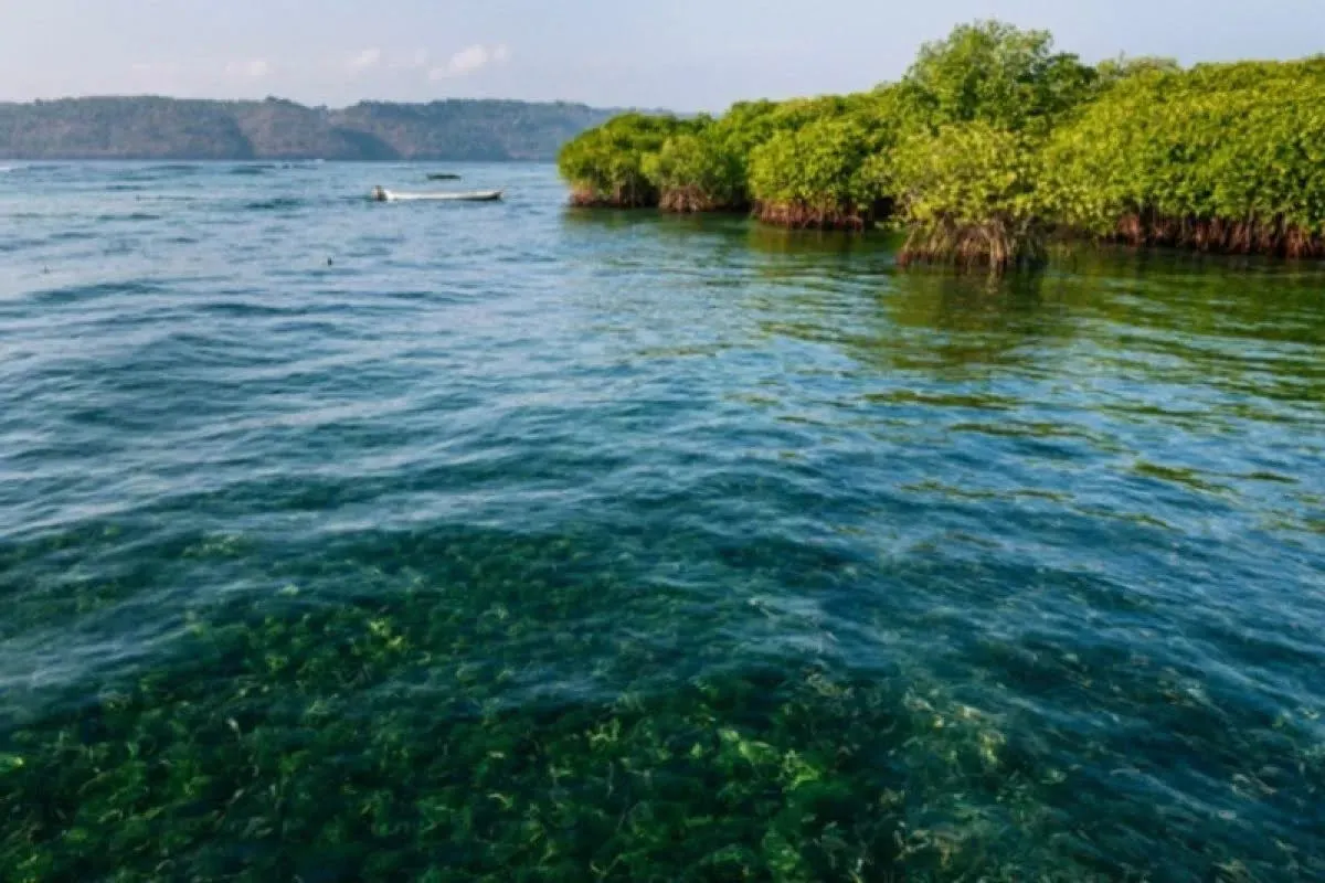 KKP Luncurkan Standar Nasional Karbon Biru Lamun, Indonesia Siap Pimpin Perdagangan Karbon Pesisir Dunia