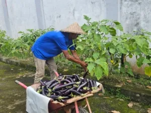 Program Ketahanan Pangan Konsisten, Lapas Kuala Tungkal Kembali Panen Terung