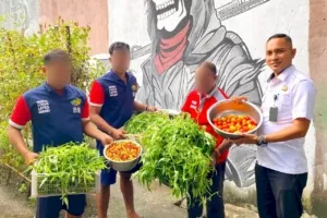 Panen Sayur di Balik Jeruji! Lapas Wahai Buktikan Warga Binaan Tetap Produktif Meski Lahan Terbatas