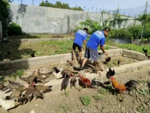 Rutan Selayar Bikin Gebrakan! Program Hortikultura & Peternakan Ayam Dipuji Kanwil Ditjenpas Sulsel