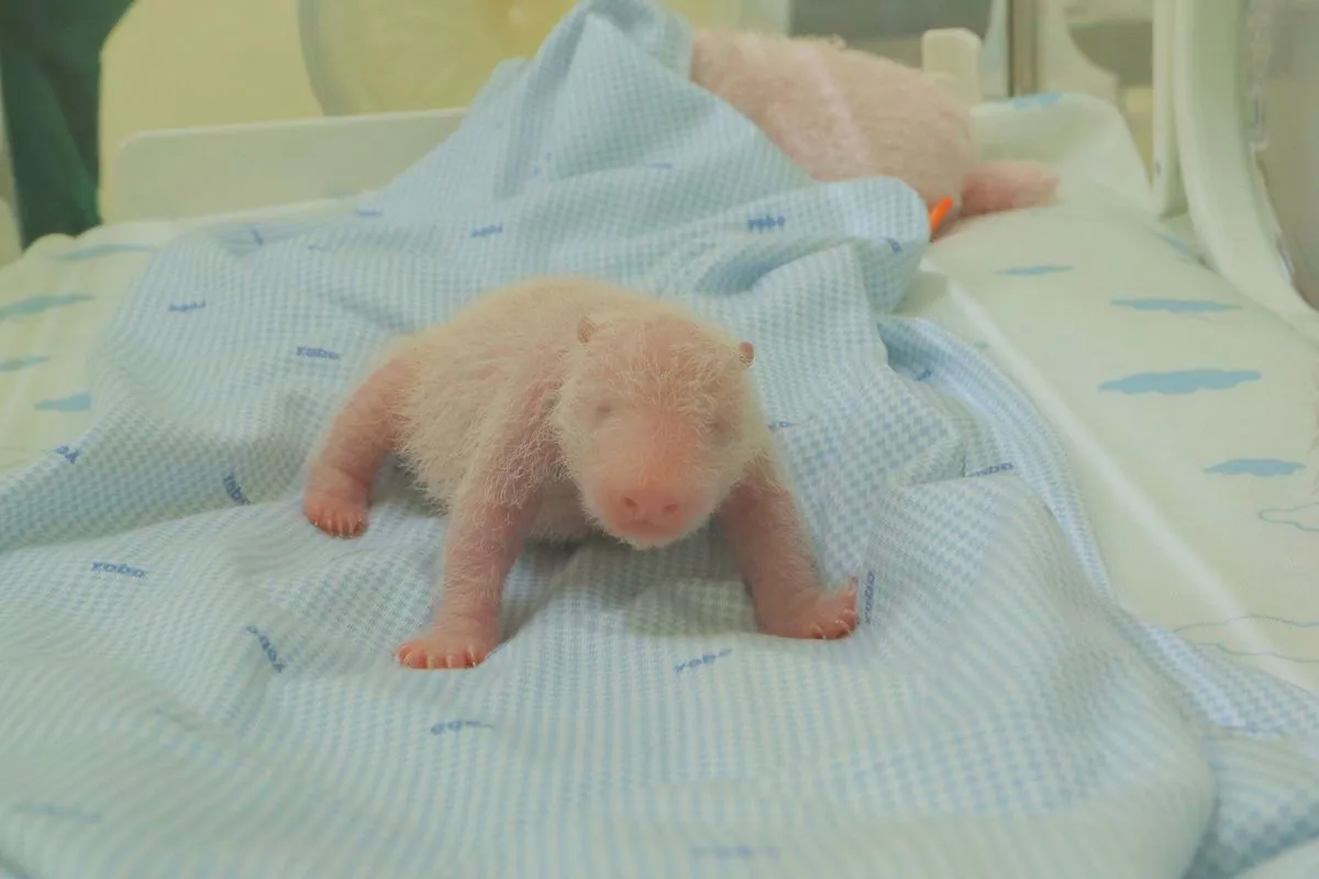 Kelahiran Panda Jadi Tonggak Sejarah Konservasi Indonesia–Tiongkok di Taman Safari Bogor dok;(taman.safari.bogor)