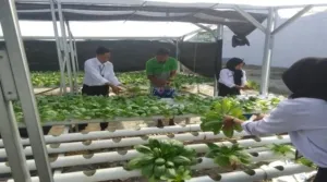 Wujud Pembinaan Kemandirian, Lapas Palu Panen 30 Kg Pakcoy untuk Warga Binaan