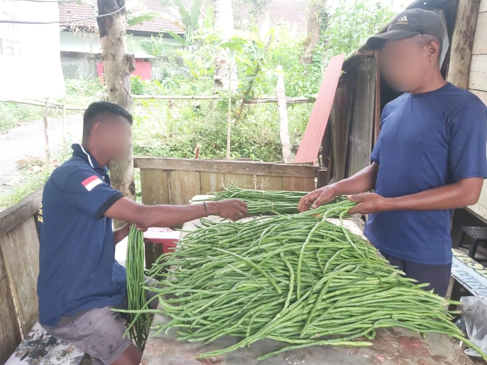 Berkebun di Luar Tembok, Warga Binaan Lapas Ambon Panen 45 Kg Kacang Panjang