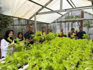 Panen 30 Kg Selada, Warga Binaan Lapas Banjarbaru Sukses Kembangkan Hidroponik (Dok. Istimewa)