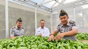 Hidroponik Bapas Jambi Diapresiasi Kakanwil Ditjenpas Jambi (Dok. Istimewa)