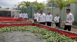 Lapas Cibinong dan Lapas Narkotika Gunung Sindur Perkuat Pengembangan Ketahanan Pangan Pemasyarakatan (Dok. Istimewa)