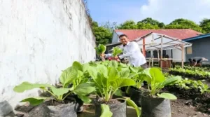 Lapas Bandanaira Panen Sawi Sistem Polybag, Siapkan Bekal Hidup Mandiri untuk Warga Binaan (Dok. Istimewa)