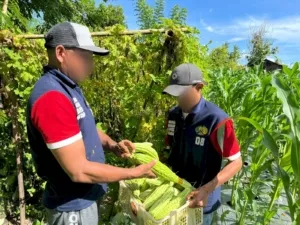 Hasilkan Pare Segar, Warga Binaan Lapas Wahai Semakin Produktif (Dok. Istimewa)