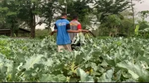 Hasil Keahlian Vokasional Warga Binaan, Lapas Atambua Panen 300 Kg Brokoli (Dok. Istimewa)