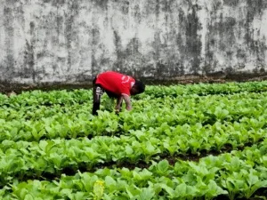 Lapas Tual Panen 22 Kg Sawi (Dok. Istimewa)