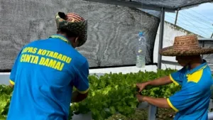 Lapas Kotabaru Kembangkan Hidroponik Sehat (Dok. Istimewa)