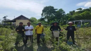 Lapas Namlea Panen 40 Kg Tomat, Produk Pertanian Warga Binaan Diminati Masyarakat Jelang Natal dan Tahun Baru