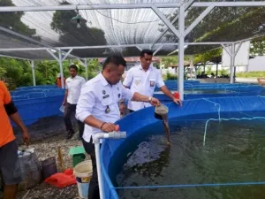 Produktif dan Efisien, Lapas Namlea Kembangkan Budidaya Ikan Nila Bioflok untuk Pembinaan Kemandirian