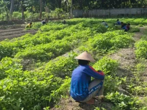 Warga Binaan Lapas Palu Panen 30 Kg Bayam, Perkuat Program Pertanian Berkelanjutan (Dok. Istimewa)