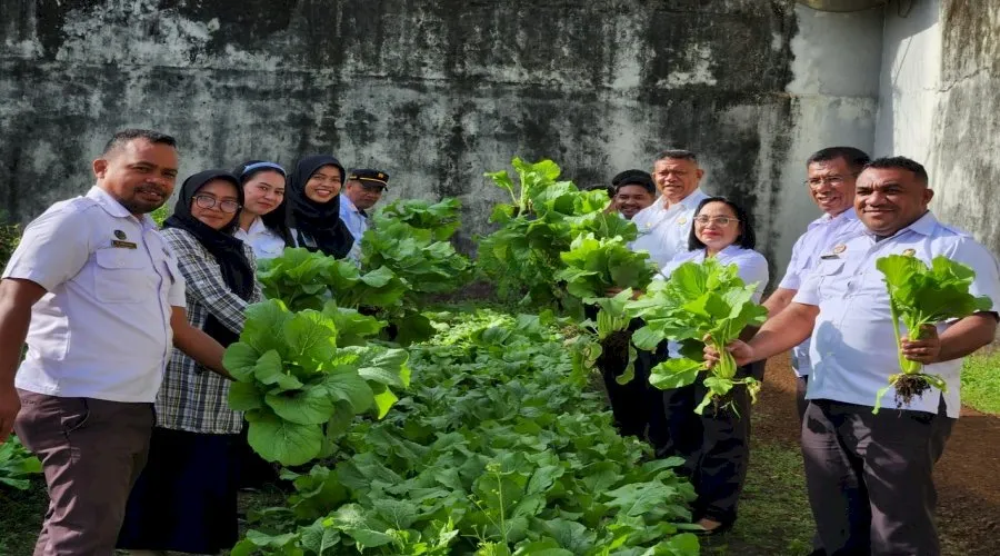 Produktivitas Akhir Tahun, Lapas Tual Panen 22 Kilogram Sawi dari Program Pembinaan Kemandirian Warga Binaan (Dok. Istimewa)