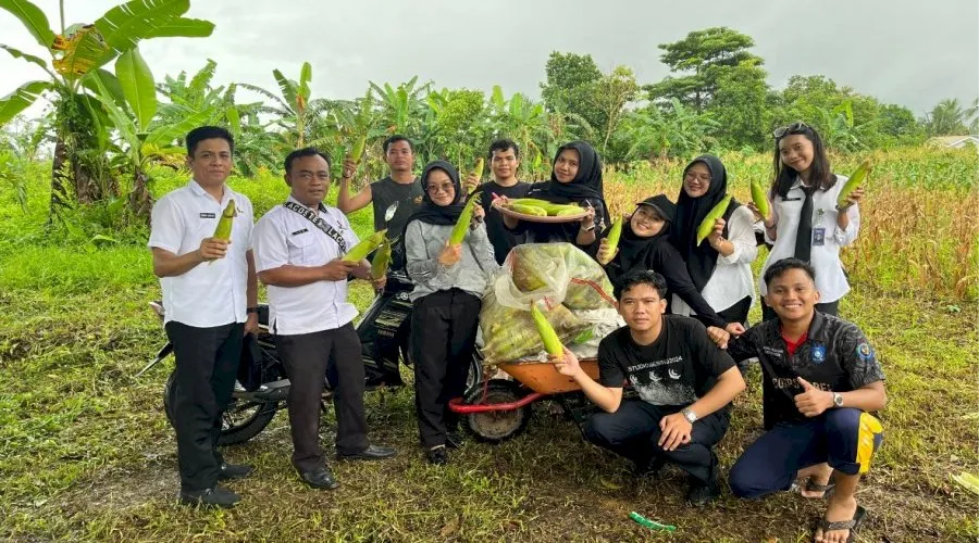 Produktif Tutup Tahun 2025, Lapas Pangkalpinang Panen 113 Kilogram Jagung Manis dari Program Kemandirian (Dok. Istimewa)
