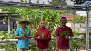 Manfaatkan Lahan Terbatas, Rutan Rantau Panen Daun Mint sebagai Wujud Pembinaan Kemandirian (Dok. istimewa)