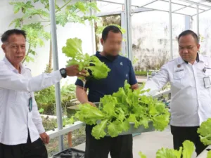 Lapas Banjarmasin Panen Selada Hidroponik (Dok. Istimewa)
