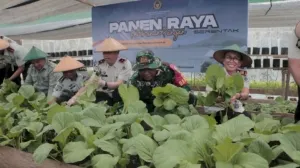 Panen Raya Serentak, Kanwil Ditjenpas Papua Barat Hasilkan Produk Hortikultura
