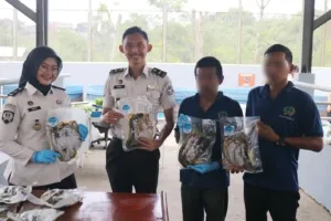 Panen Lele 71 Kg, Lapas Cibinong Wujudkan Pembinaan Produktif dan Bernilai Ekonomi