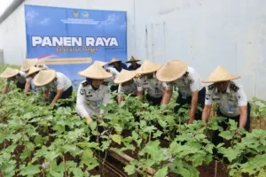 Panen Raya Penuh Kepedulian, Lapas Kelas IIA Cibinong Donasikan Hasil Panen untuk Korban Bencana