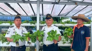 Panen Pakcoy Hidroponik, Lapas Kotabaru Wujudkan Kemandirian Pangan
