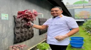 Rutan Klungkung Panen Bayam Hijau dan Merah di Taman Ketahanan Pangan Mahottama